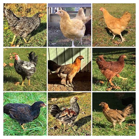 the farm chicks|types of chicken farming.